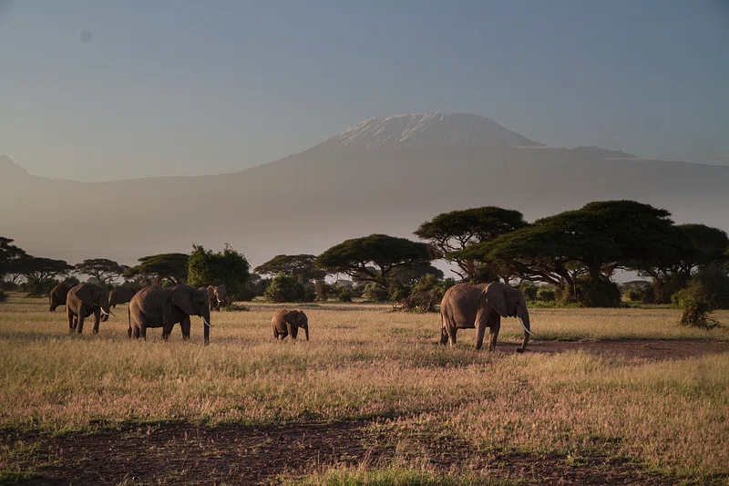 Safari Landscape