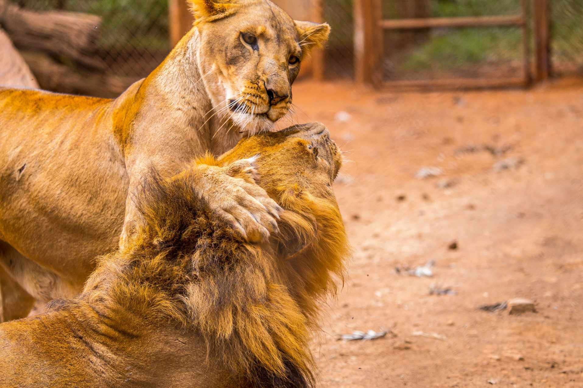 Nairobi National Park